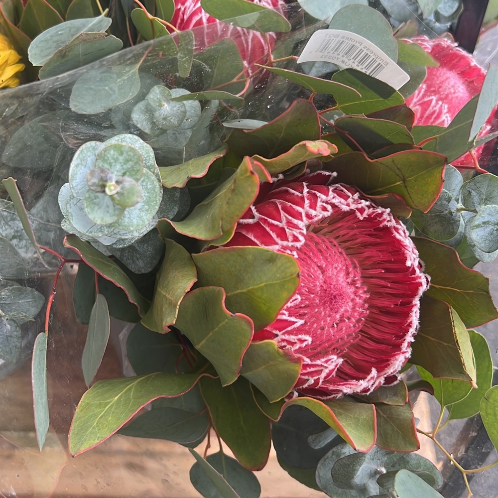 Meet your Posher, Yaretzy